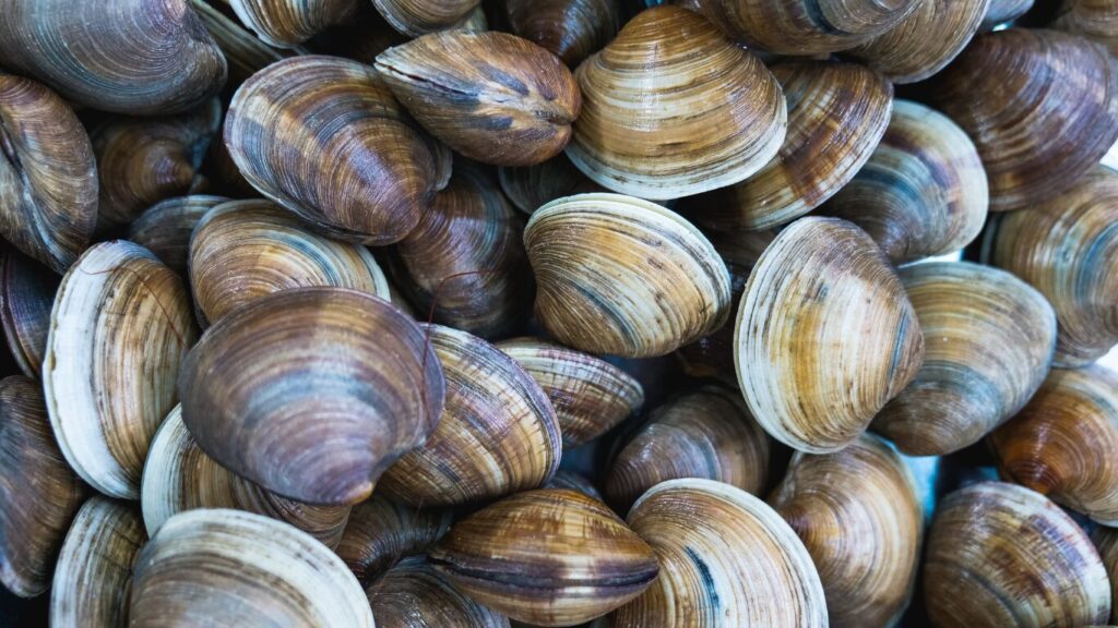 Clams - East Coast Foodie Destinations Clams - East Coast Foodie Destinations