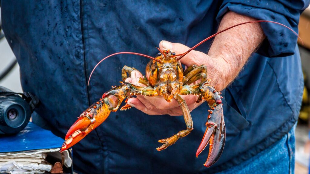 Lobster - Portland, Maine Lobster - Portland, Maine
