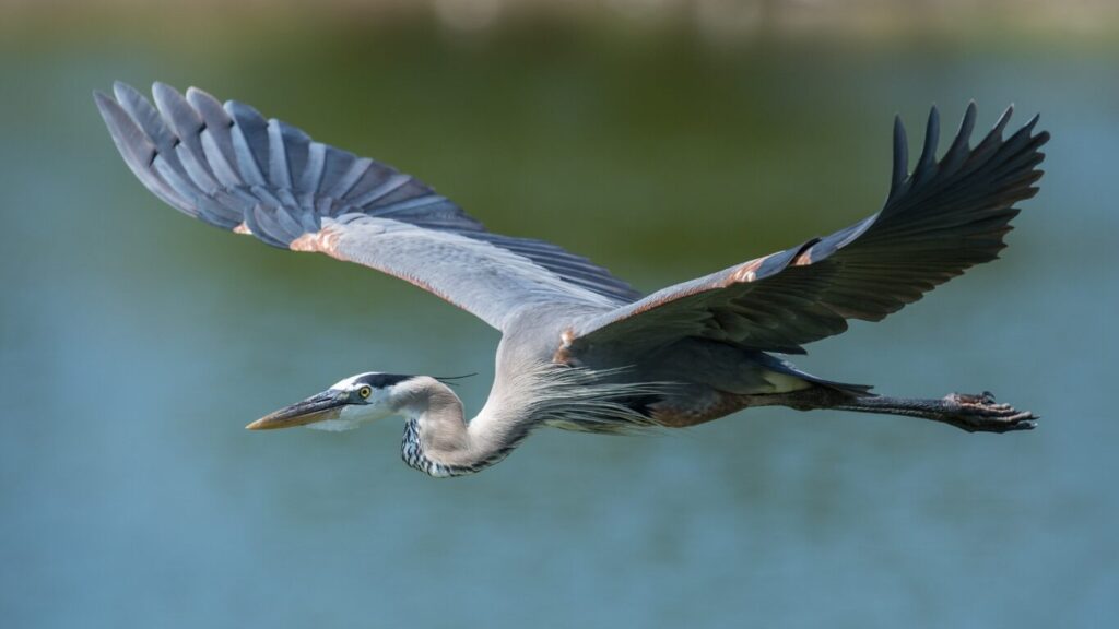 Great Blue Heron - East Coast Hidden Gems
