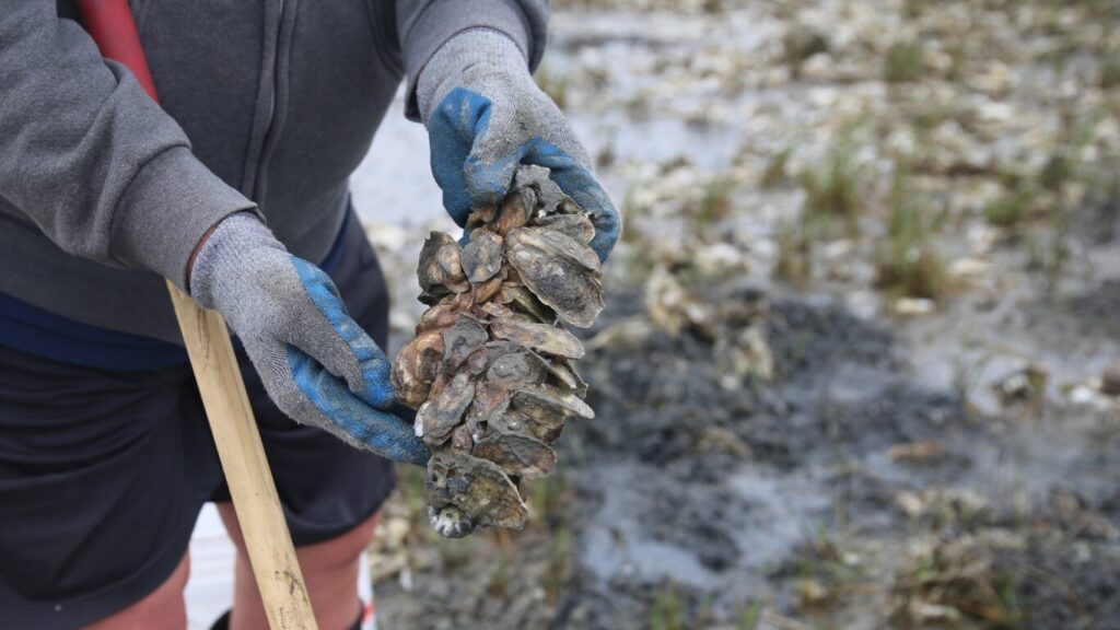 East Coast Oysters - East Coast Hidden Gems