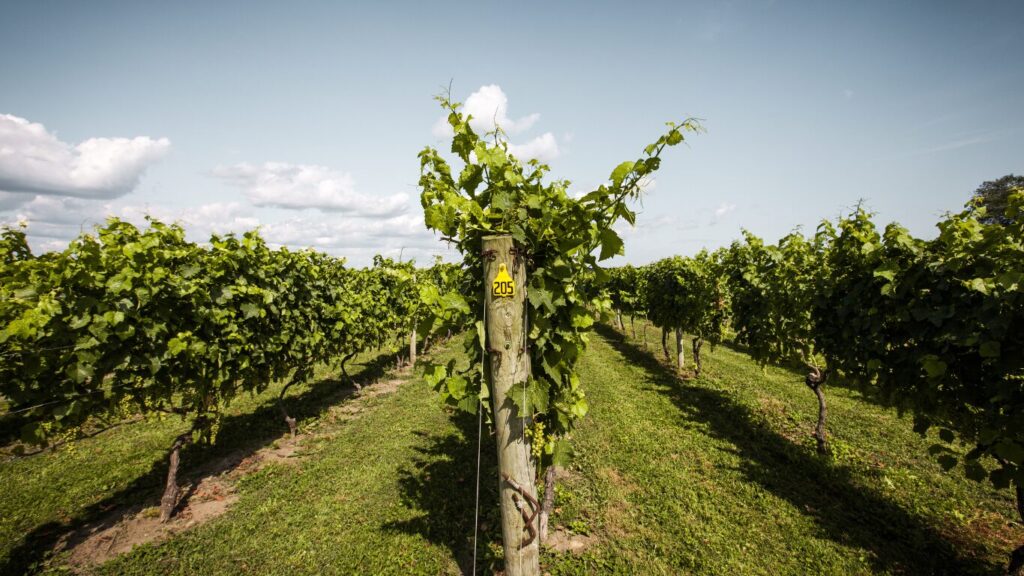Rhode Island Vineyard - East Coast Hidden Gems