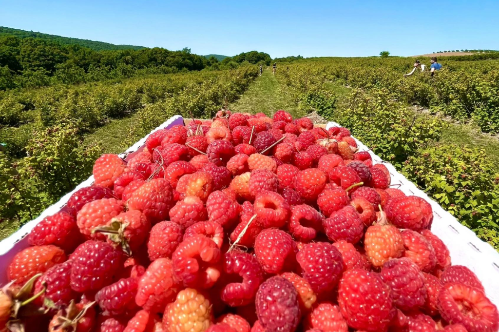 farm-fresh-berries-at-lyman-orchards-ct