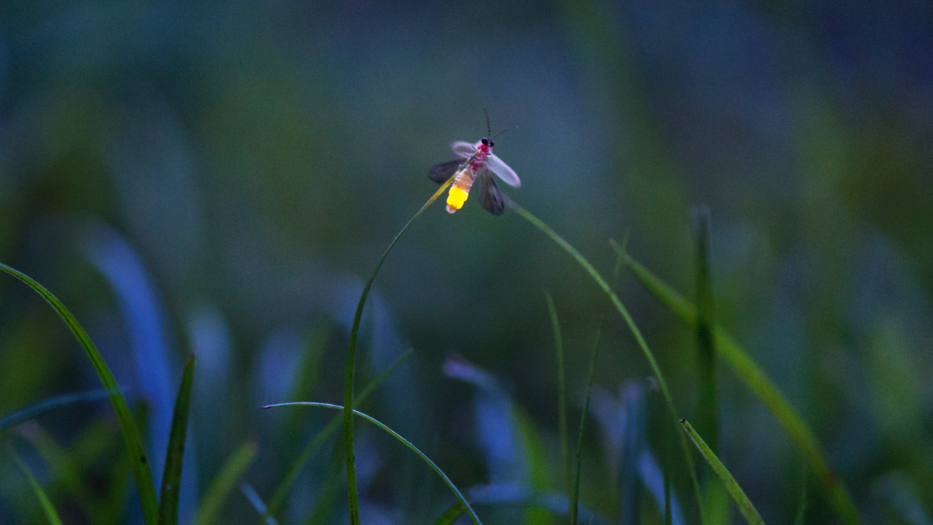field-notes-flirting-with-light-fireflies--southeast-july-events