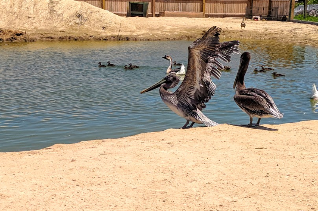 3 Palms Zoo & Education Center – Townsend, DE