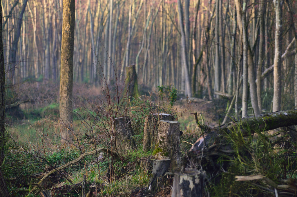 The Haunted Pocomoke Forest