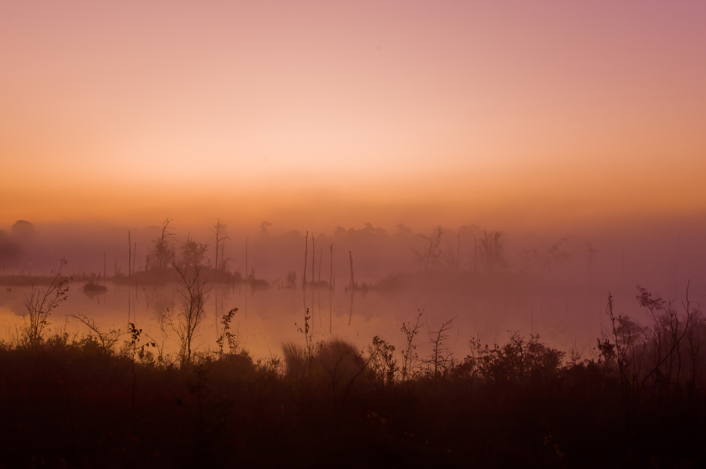 The Jersey Devil of the Pine Barrens