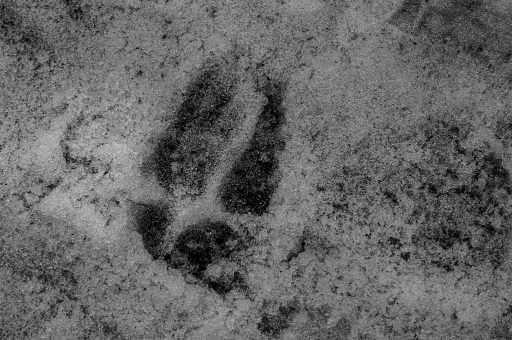 the-devils-footprints-maine-campfire-story