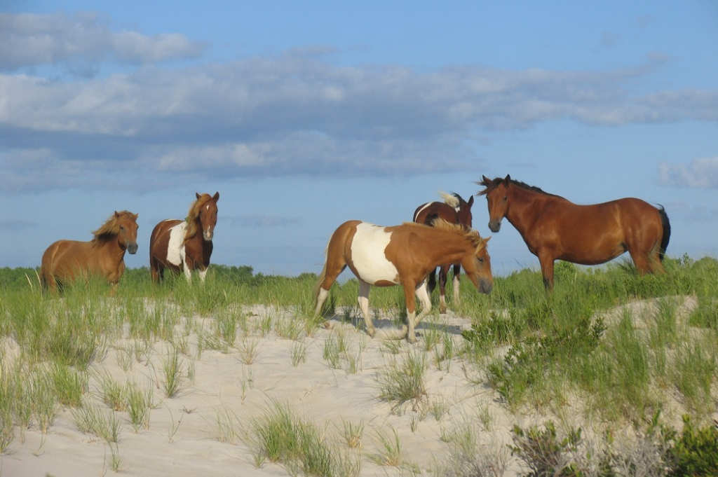 Assateague Island National Seashore Campgrounds – Berlin, MD